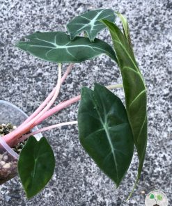 Alocasia Nairobi Night