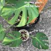 Rare Monstera sport