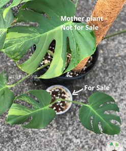 Rare Monstera sport