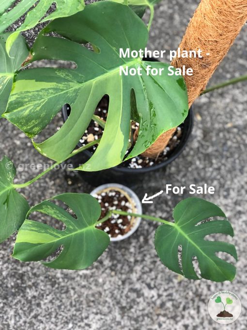 Rare Monstera sport