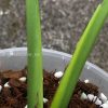 Rare Monstera sport