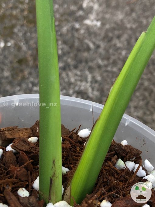 Rare Monstera sport