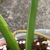 Rare Monstera sport