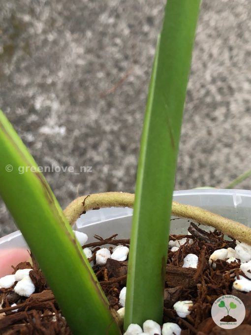 Rare Monstera sport