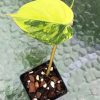 Philodendron Variegated Micans