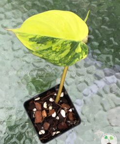 Philodendron Variegated Micans