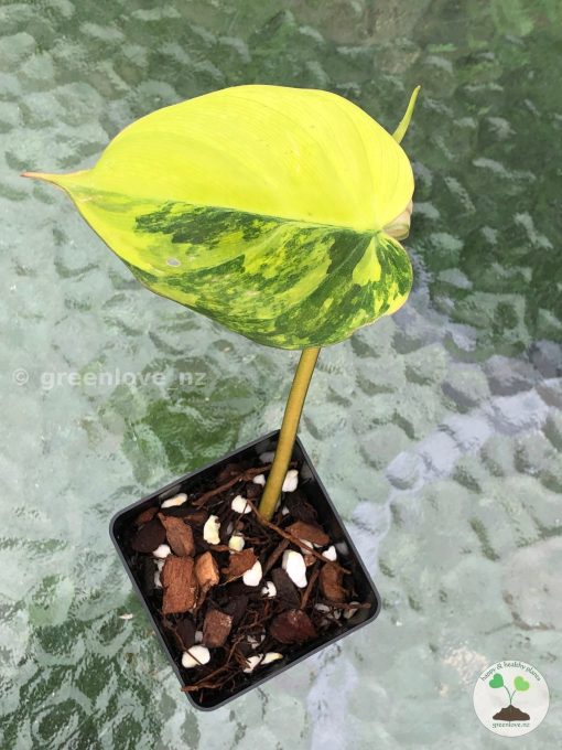 Philodendron Variegated Micans