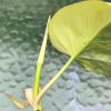 Philodendron Variegated Micans
