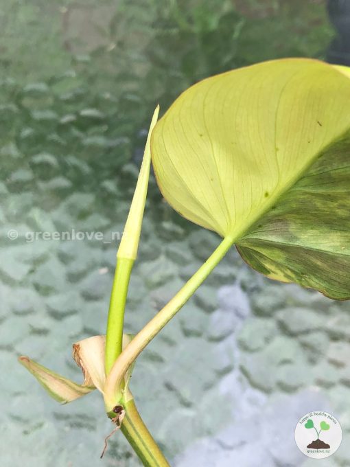 Philodendron Variegated Micans