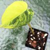 Philodendron Variegated Micans