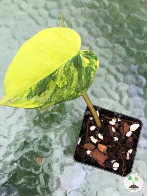 Philodendron Variegated Micans