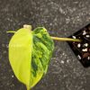 Philodendron Variegated Micans