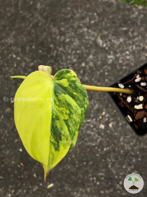 Philodendron Variegated Micans