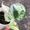 Rare Scindapsus Mariposa
