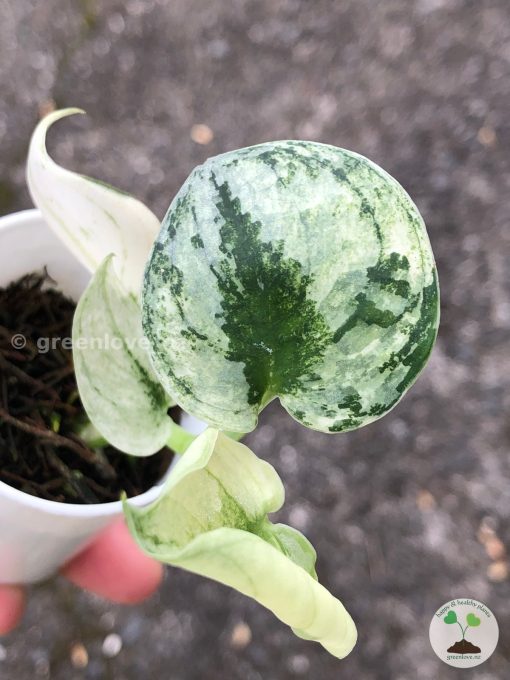 Rare Scindapsus Mariposa