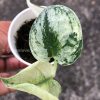 Rare Scindapsus Mariposa