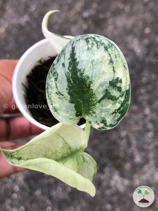 Rare Scindapsus Mariposa