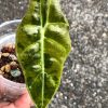 Alocasia Sanderiana Aurea