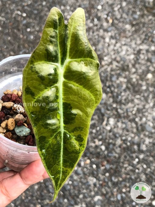 Alocasia Sanderiana Aurea