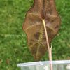 Alocasia Sanderiana Aurea