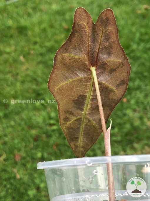 Alocasia Sanderiana Aurea