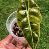Alocasia Sanderiana Aurea