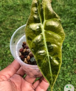 Alocasia Sanderiana Aurea