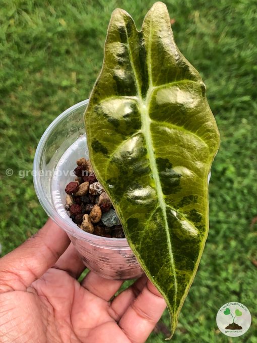 Alocasia Sanderiana Aurea