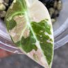 Alocasia Black Velvet Pink Variegated