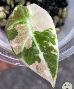 Alocasia Black Velvet Pink Variegated