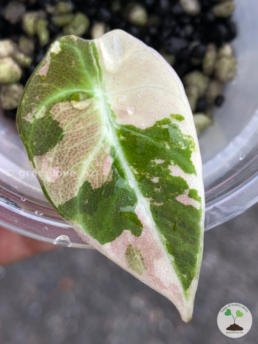 Alocasia Black Velvet Pink Variegated