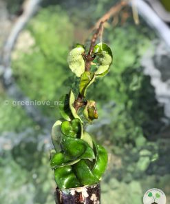 Hoya Compacta Hindu Rope