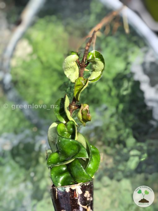 Hoya Compacta Hindu Rope