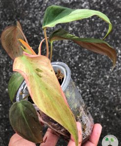 Rare Variegated Mint Micans