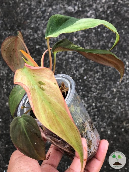 Rare Variegated Mint Micans