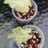 Alocasia Macrorrhiza mint splash