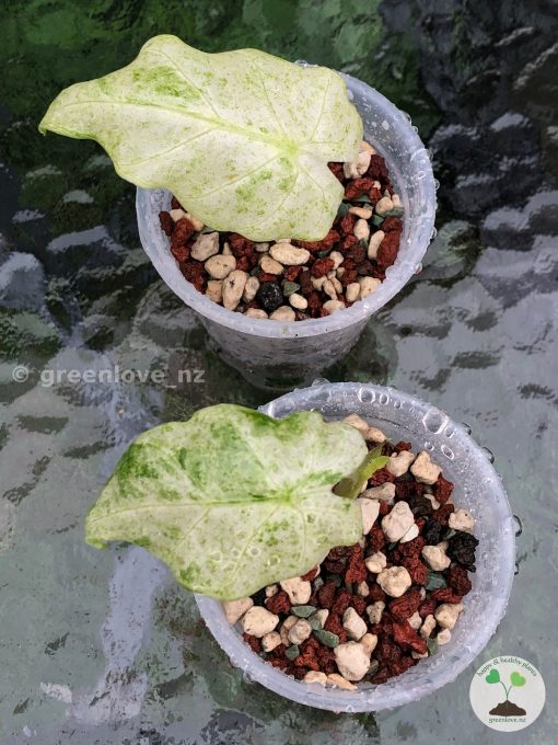 Alocasia Macrorrhiza mint splash