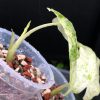 Alocasia Macrorrhiza mint splash