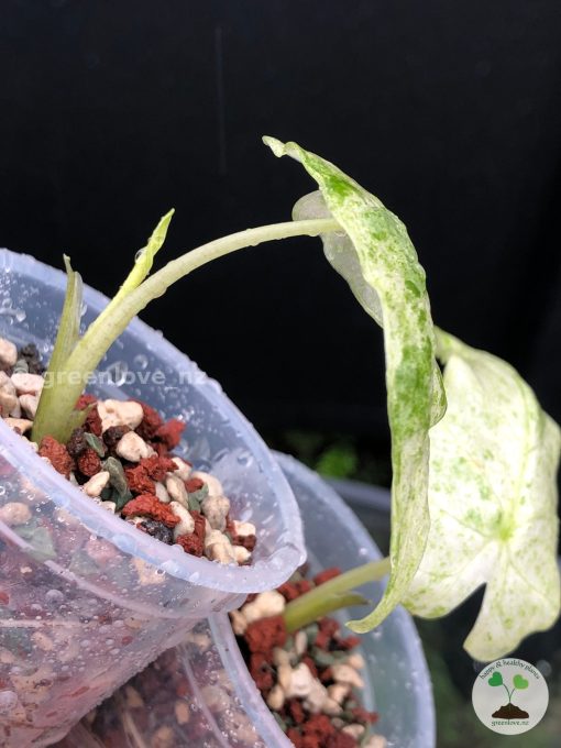 Alocasia Macrorrhiza mint splash