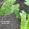 Alocasia Macrorrhiza mint splash
