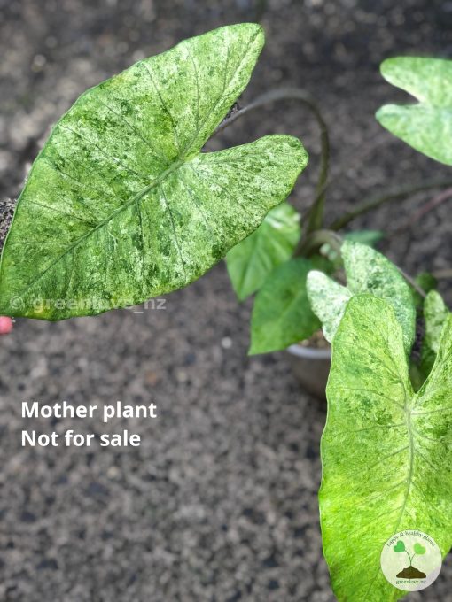 Alocasia Macrorrhiza mint splash