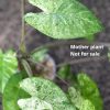 Alocasia Macrorrhiza mint splash