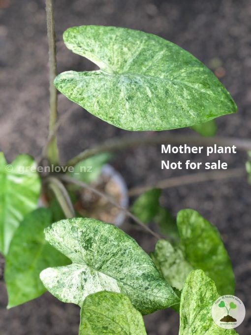 Alocasia Macrorrhiza mint splash