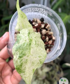 Alocasia Macrorrhiza mint splash