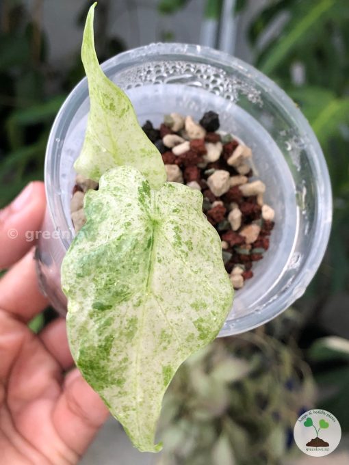 Alocasia Macrorrhiza mint splash