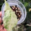 Alocasia Macrorrhiza mint splash