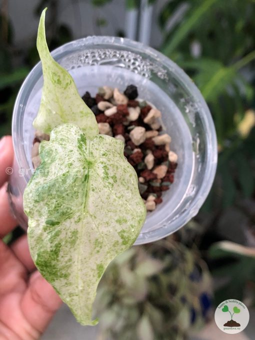 Alocasia Macrorrhiza mint splash