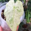 Alocasia Macrorrhiza mint splash