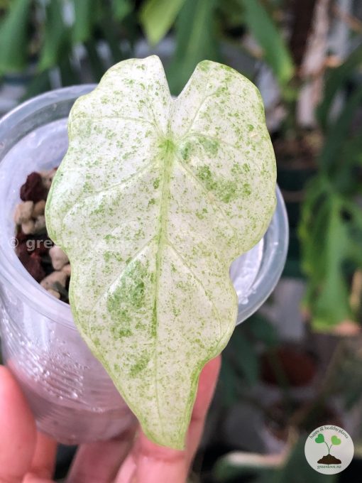 Alocasia Macrorrhiza mint splash