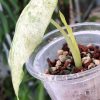 Alocasia Macrorrhiza mint splash
